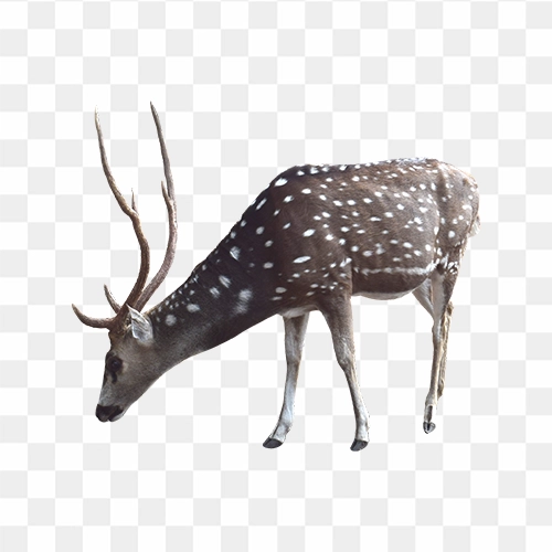 Deer Png image